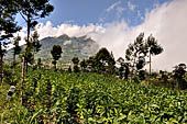 Tobacco plantations on steep slopes of the Mount Lawu.